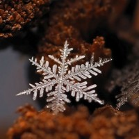 Macrofotografia de cristais de gelo por Andrew Osokin