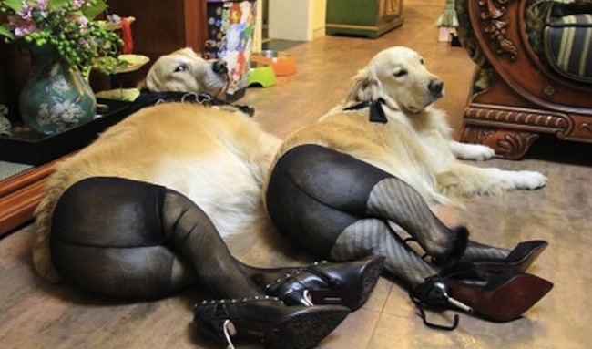 Dogs-in-pantyhose-1