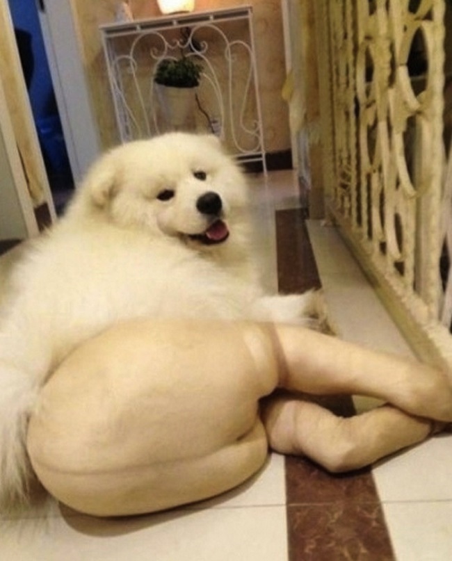 Dogs-in-pantyhose-2
