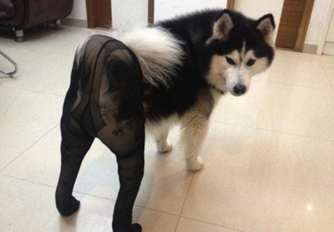 Dogs-in-pantyhose-3