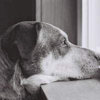Fotografias Lindas de Cachorros em Janelas