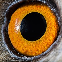 Fotógrafo faz fotos em macro de olhos de animais