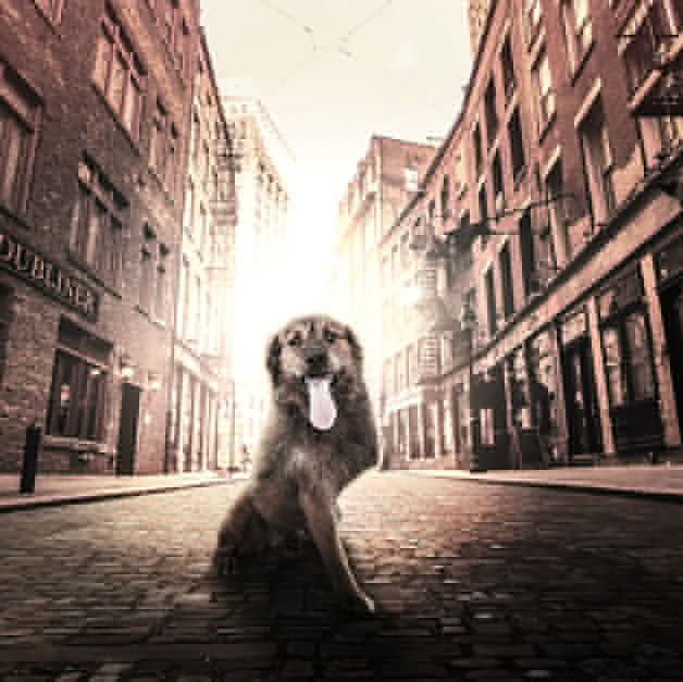 Fergus-s1__880
