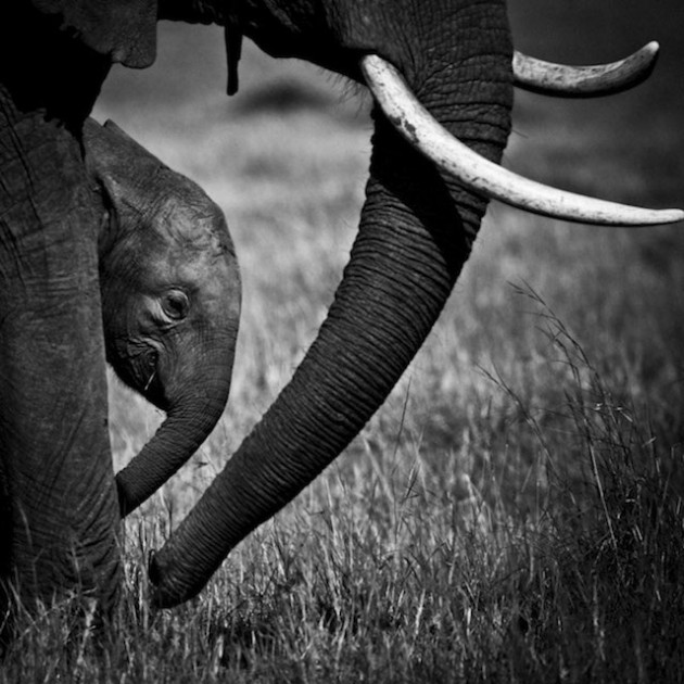 africa-laurentbaheux-7