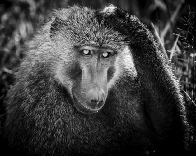 laurentbaheux-4