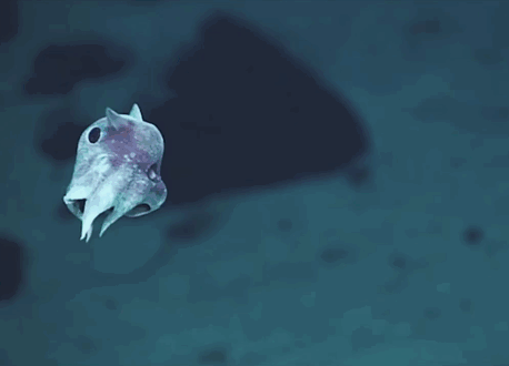 deep-sea-creatures-new-species-okeanos-explorer-1
