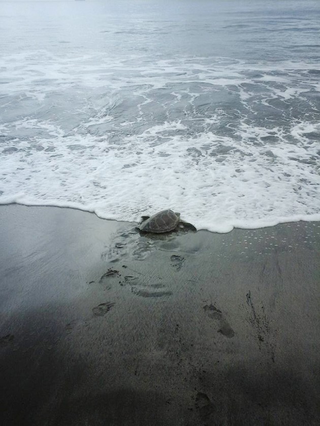 man-saves-sea-turtles-arron-culling-papua-new-guinea-8-1