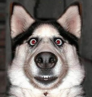 460162-Fotos-de-animais-engrac%CC%A7ados-03.jpg