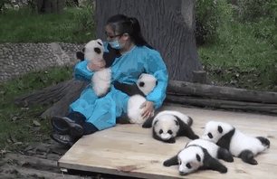 abraçando pandas