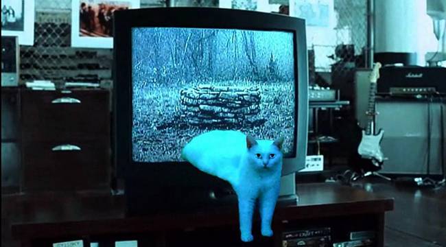 Gato-Metade-2