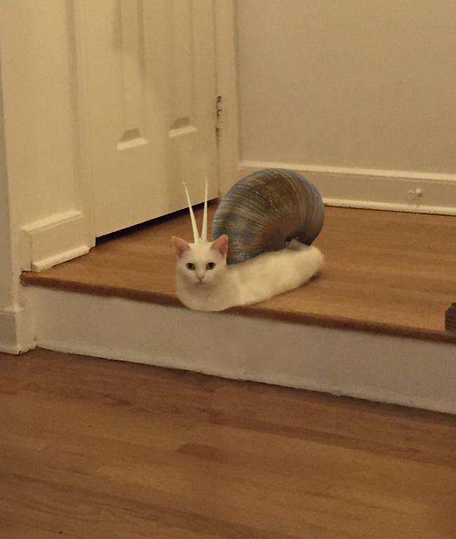 Gato-Metade-6