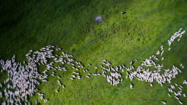 Grupo de ovelhas. Foto por: Thedon