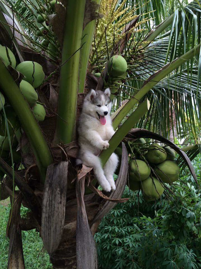 husky-tree-photoshop-battle-1-1