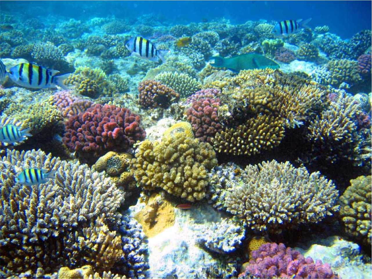 Great barrier reef corals