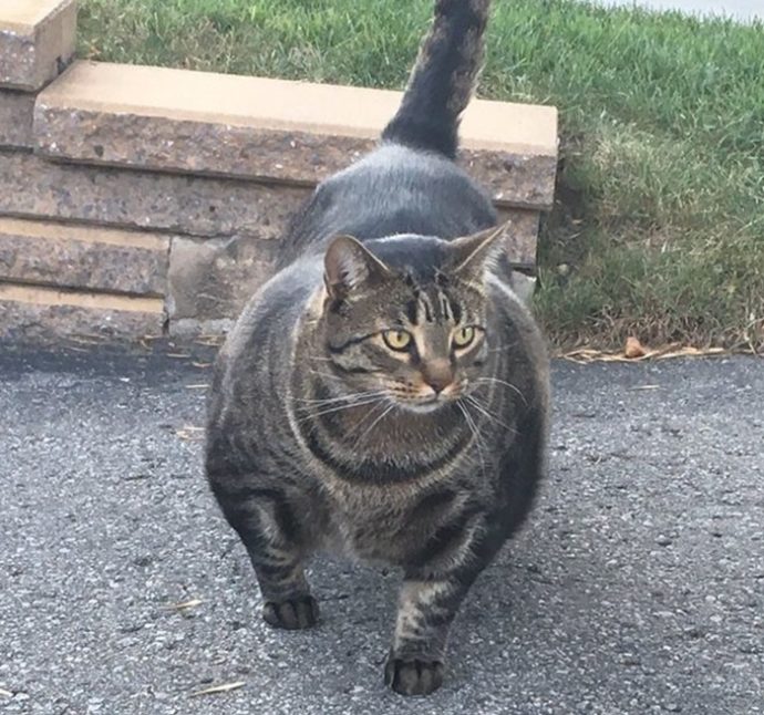 Мускулистая кошка