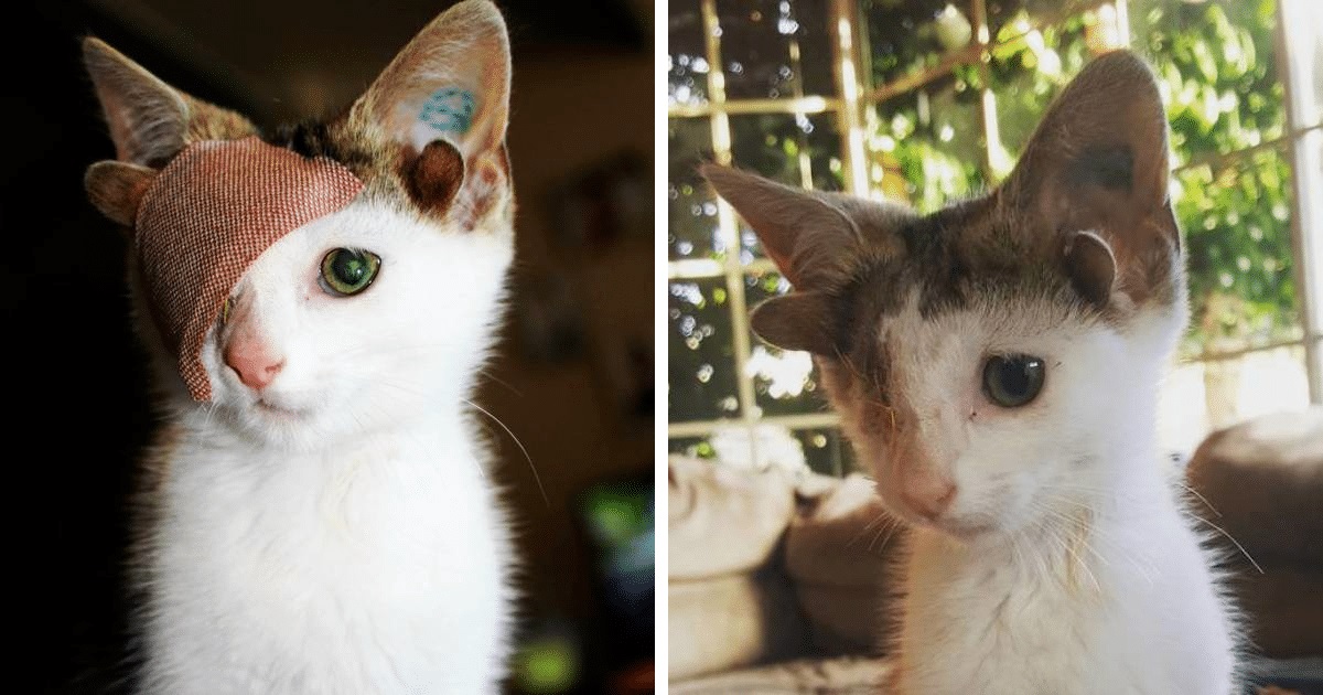 Gatinho de 4 orelhas conseguiu sobreviver a terrível bactéria e hoje