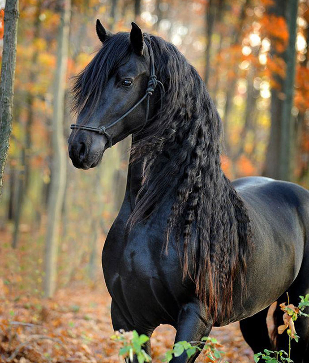 Esse cavalo está sendo considerado um dos mais lindos do mundo e essas fotos vão te provar isso.