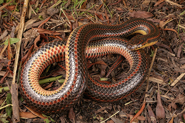 Cobra arco-íris: nova espécie de cobra é descoberta no Vietnã