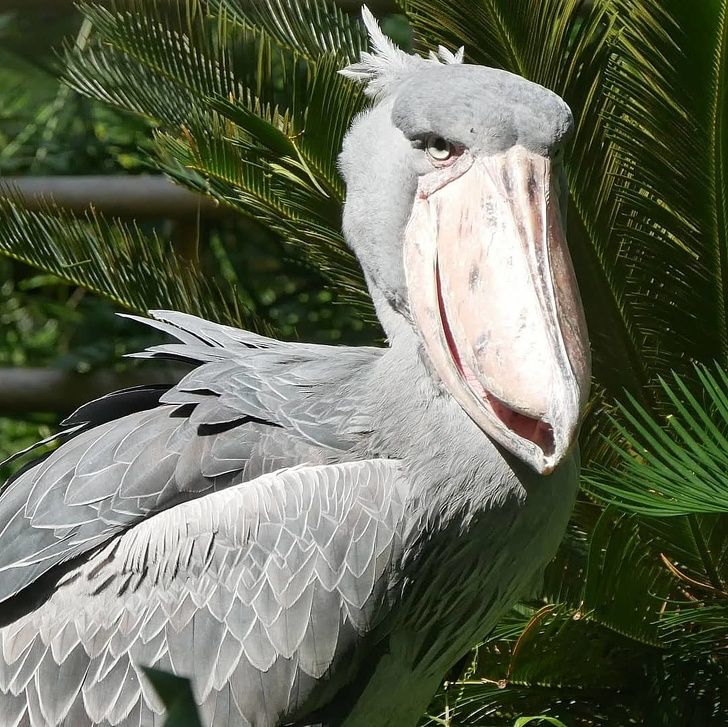 10 dos bichos mais diferentes que já foram encontrados na natureza