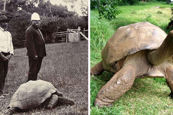 1902 e Hoje da tartaruga Jonathan