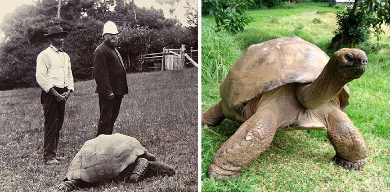1902 e Hoje da tartaruga Jonathan