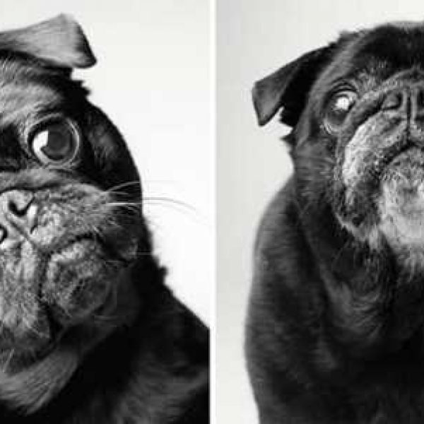FRED – 2 ANOS E 10 ANOS
