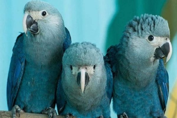 Arara Azul extinta 01