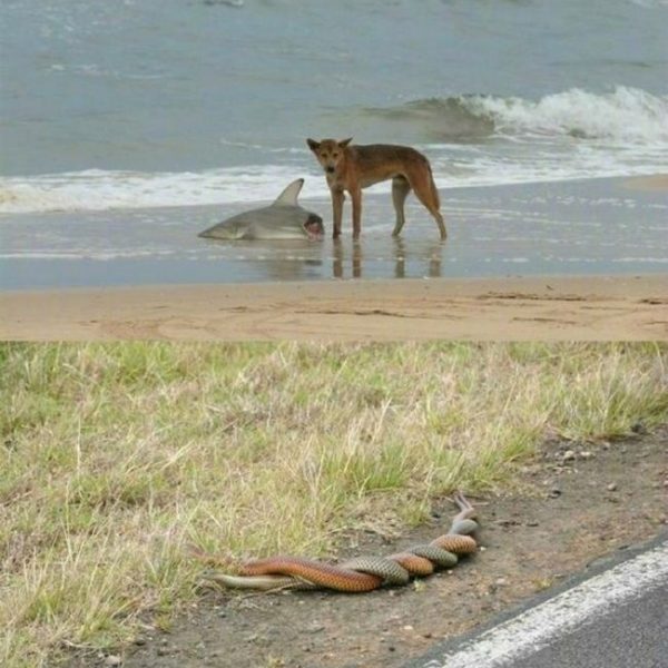 Bizarrices da Austrália 01