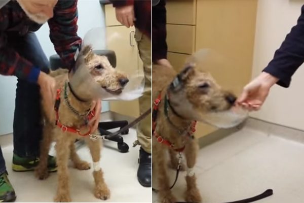Cachorro cego passa por cirurgia e chora ao ver família pela primeira vez