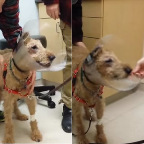 Cachorro cego passa por cirurgia e chora ao ver família pela primeira vez