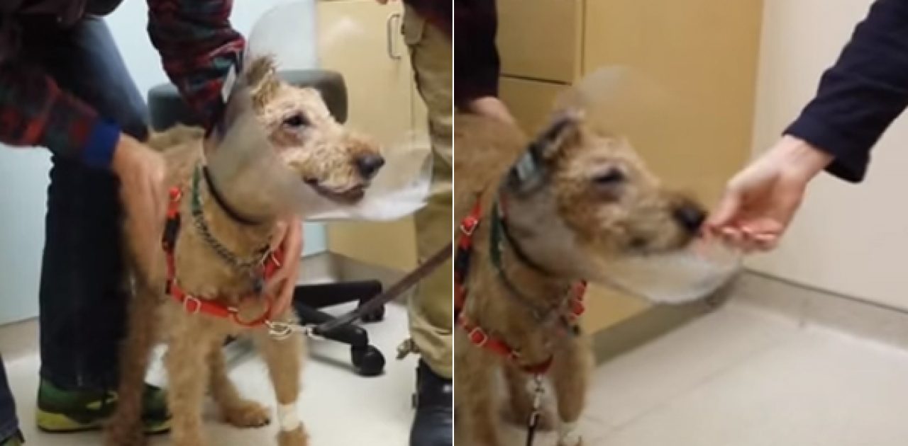Cachorro cego passa por cirurgia e chora ao ver família pela primeira vez