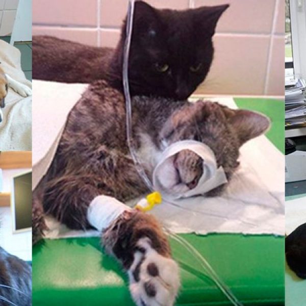 Conheça Rademenes, o gato que depois de resgatado cuida de animais doentes e feridos!