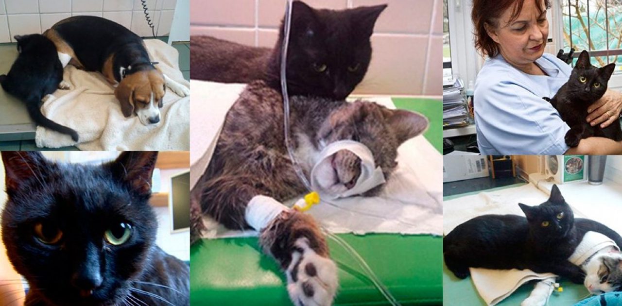 Conheça Rademenes, o gato que depois de resgatado cuida de animais doentes e feridos!