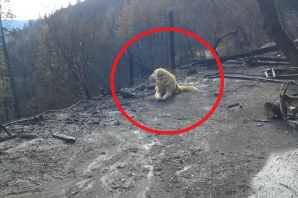 Cão esperando a dona capa