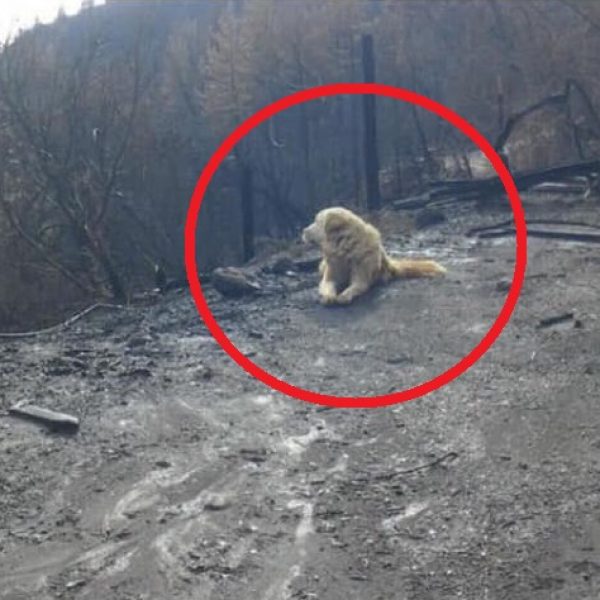 Cão esperando a dona capa