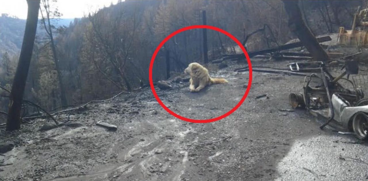 Cão esperando a dona capa