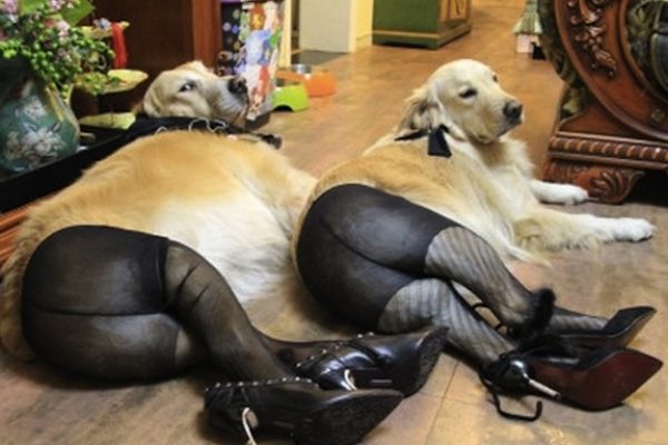 Dogs-in-pantyhose-1