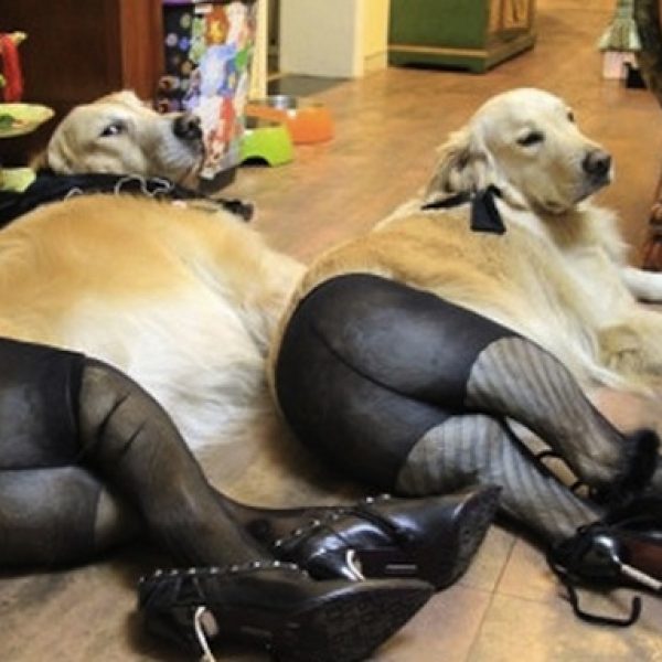 Dogs-in-pantyhose-1