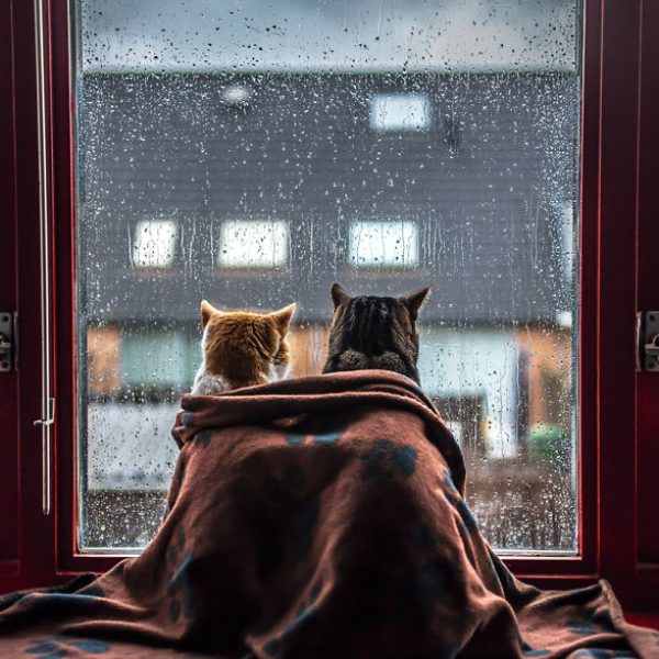felicity-berkleef-gatos-na-janela-2