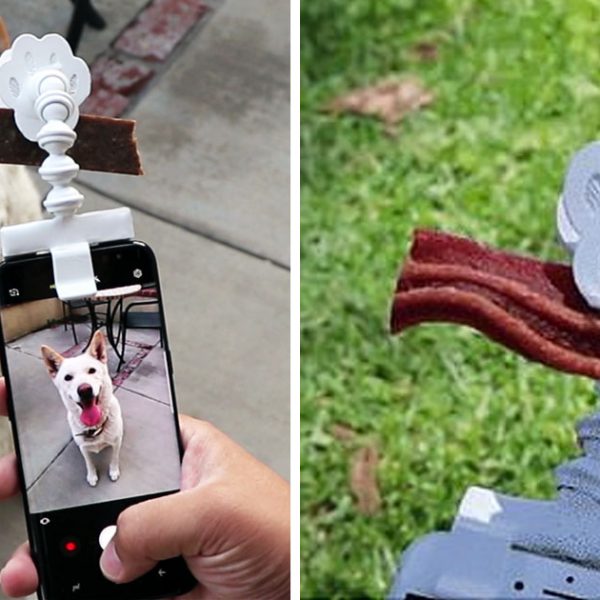 Gadget para tirar foto de caes