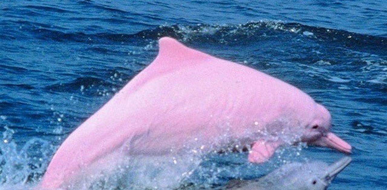 Golfinho rosa capa