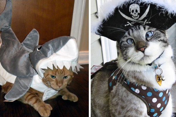 halloween-gatinhos