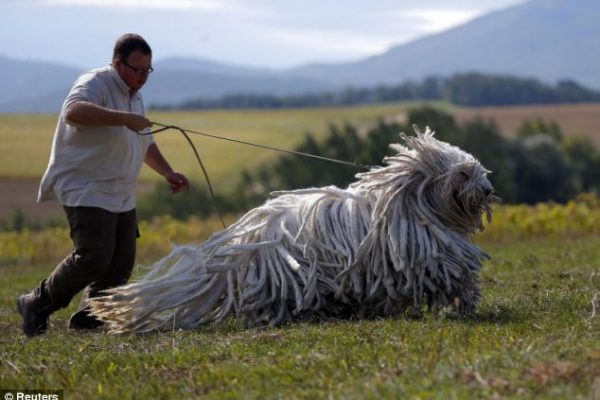 Komondor, dreadlocks, hungria3