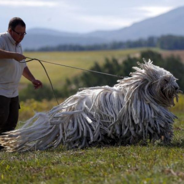 Komondor, dreadlocks, hungria3