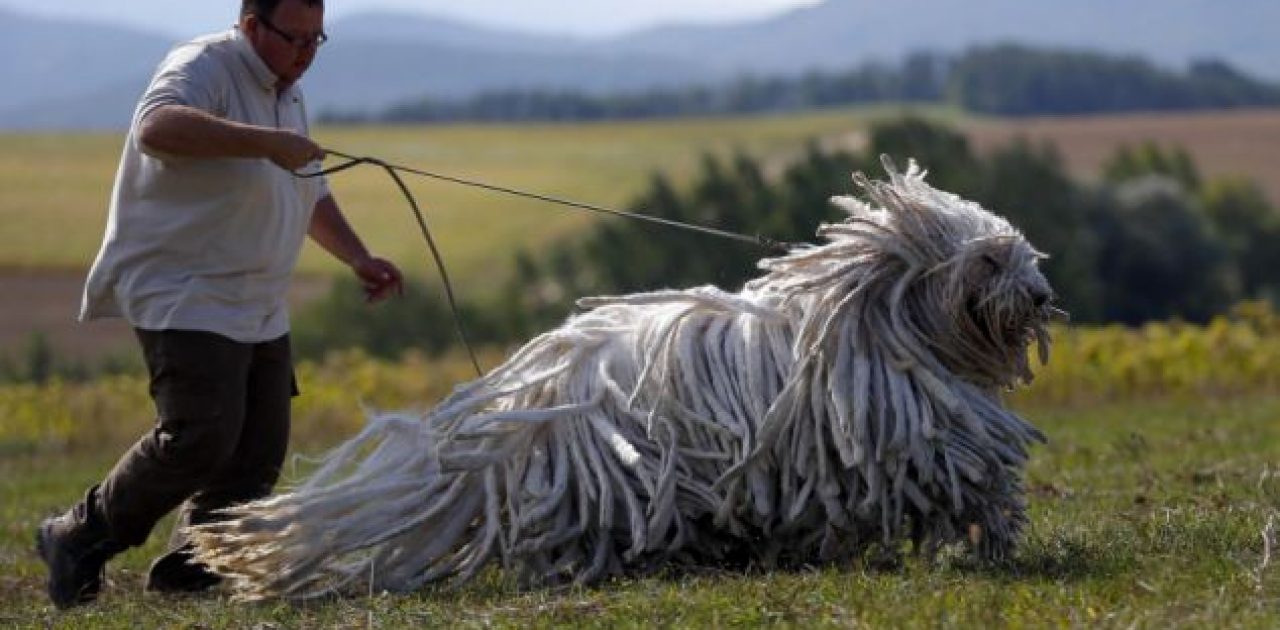 Komondor, dreadlocks, hungria3