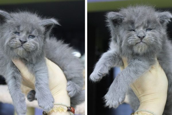 Maine Coons capa