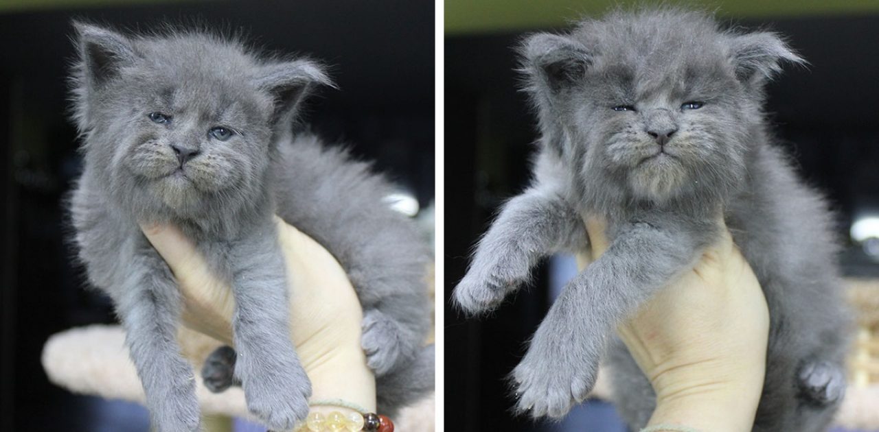 Maine Coons capa