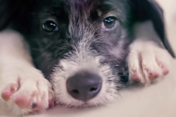 Para incentivar adoção, projeto troca animais à venda em pet shops por animais para adoção