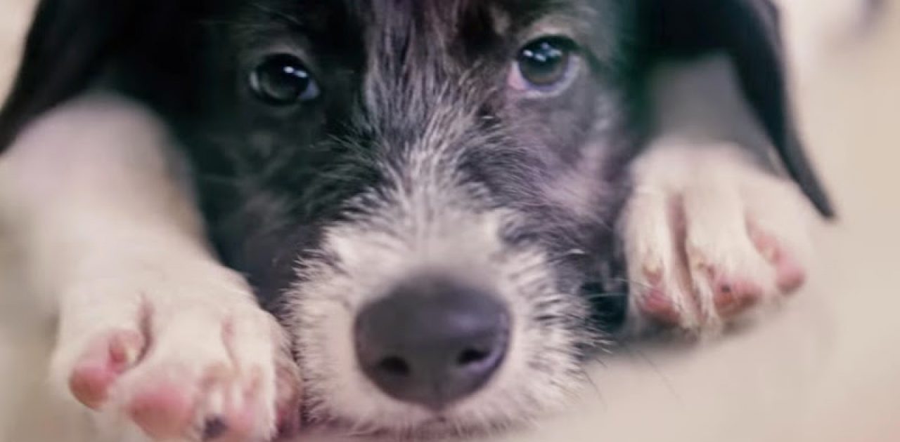 Para incentivar adoção, projeto troca animais à venda em pet shops por animais para adoção