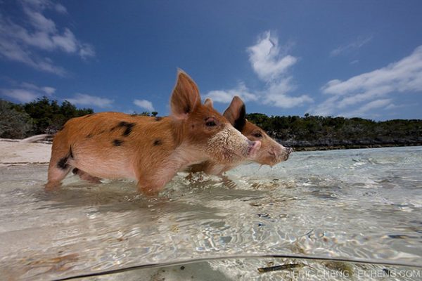 PigsIsland6